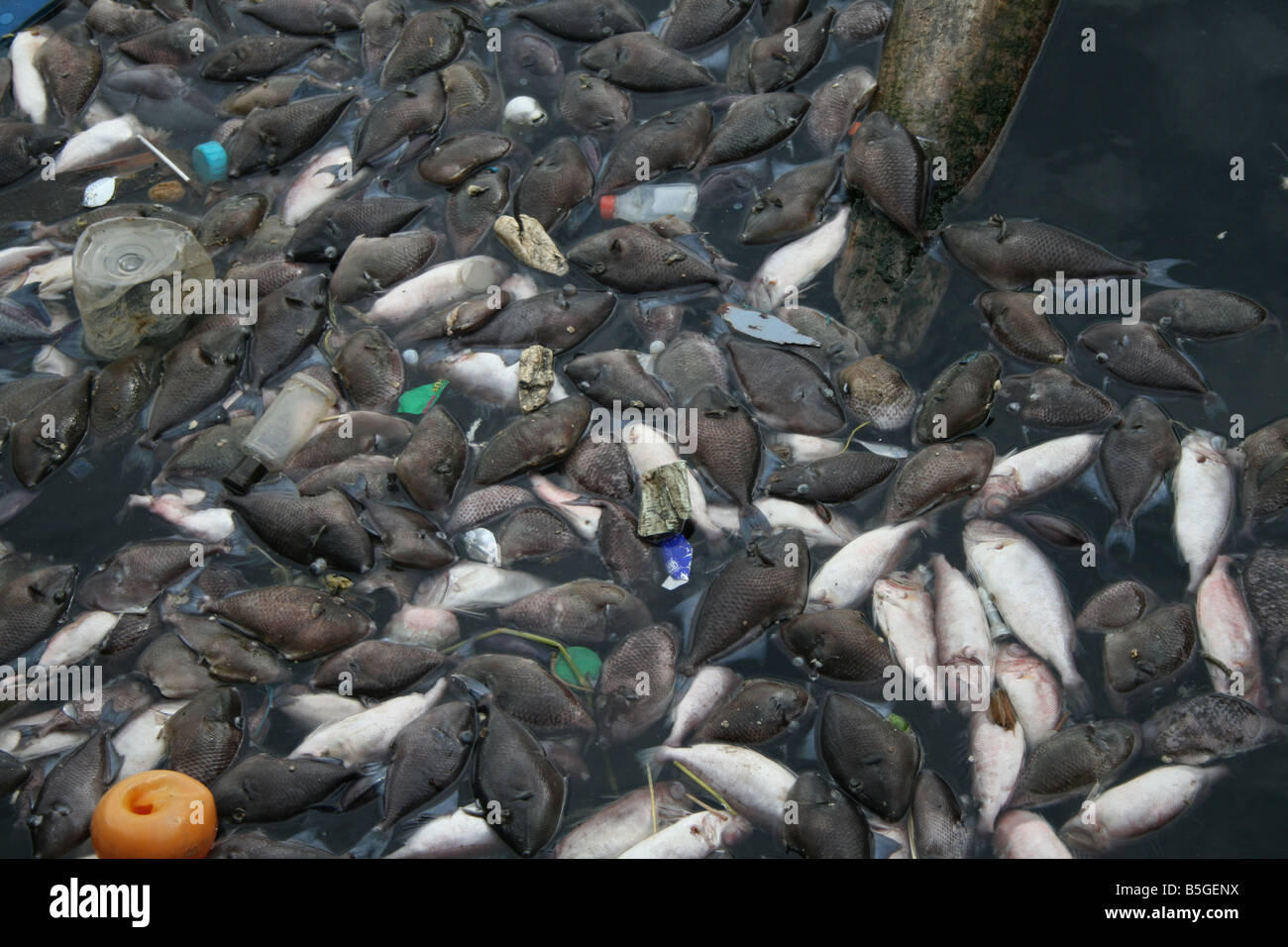 Fishes dying due to sea pllution and dumping of chemical waste by Stock