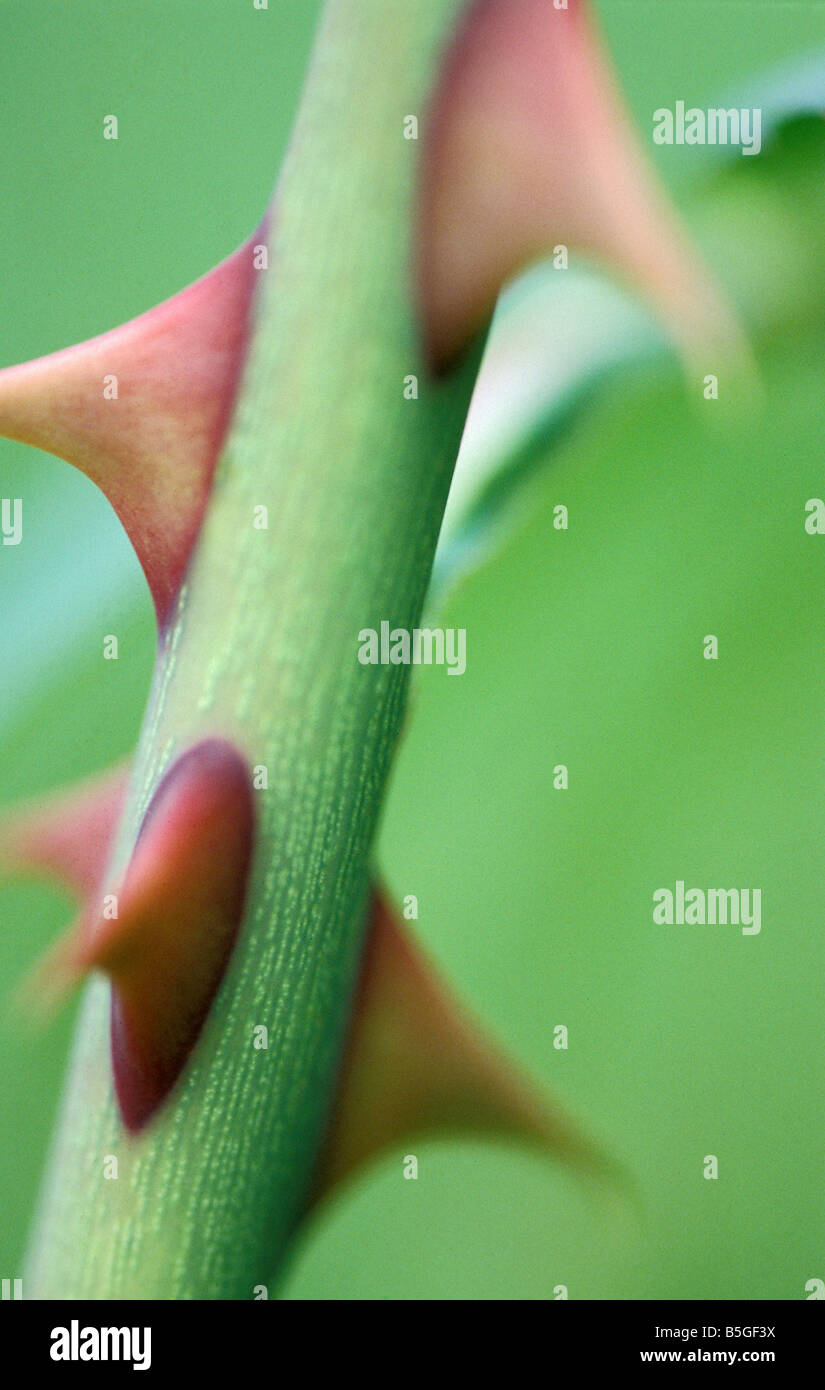 Rose with thorns hires stock photography and images Alamy