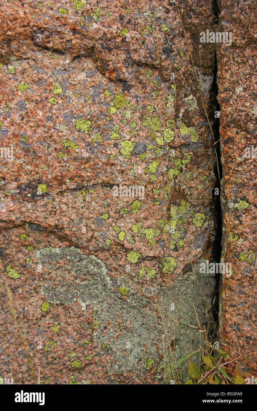 Lichen moss on pink granite Cadillac Mountain Mount Desert Island Acadia National park Maine New England Stock Photo