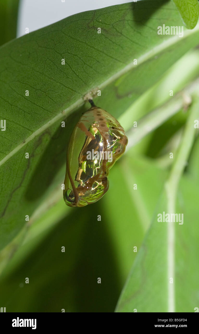 pupa of butterfly Stock Photo