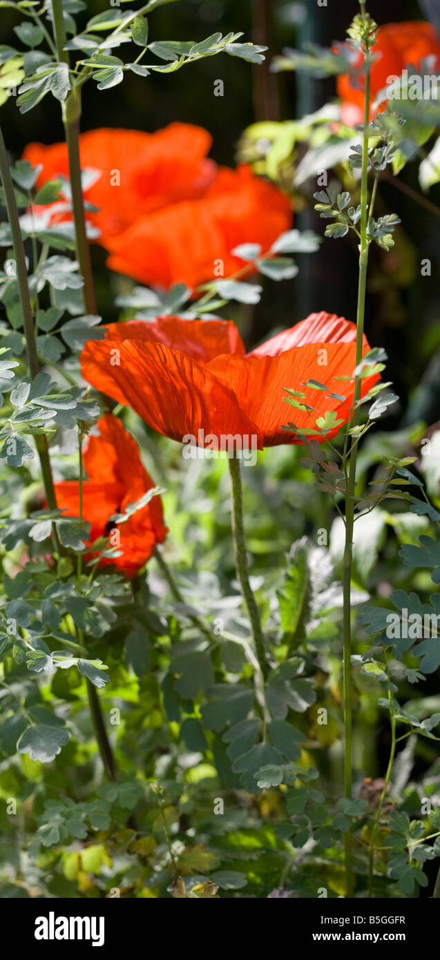 May border oriental poppies hi-res stock photography and images - Alamy