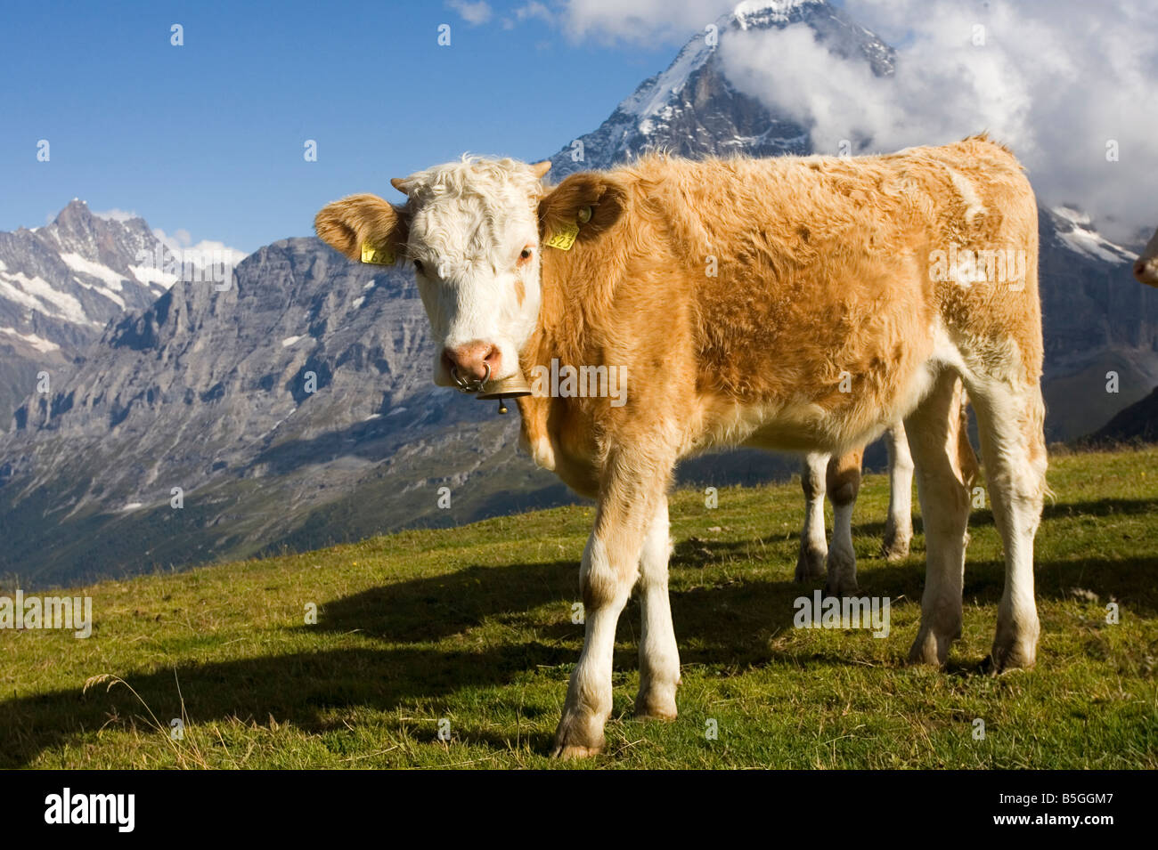 Alpine cow with the Eiger mountain in the background Switzerland Stock Photo
