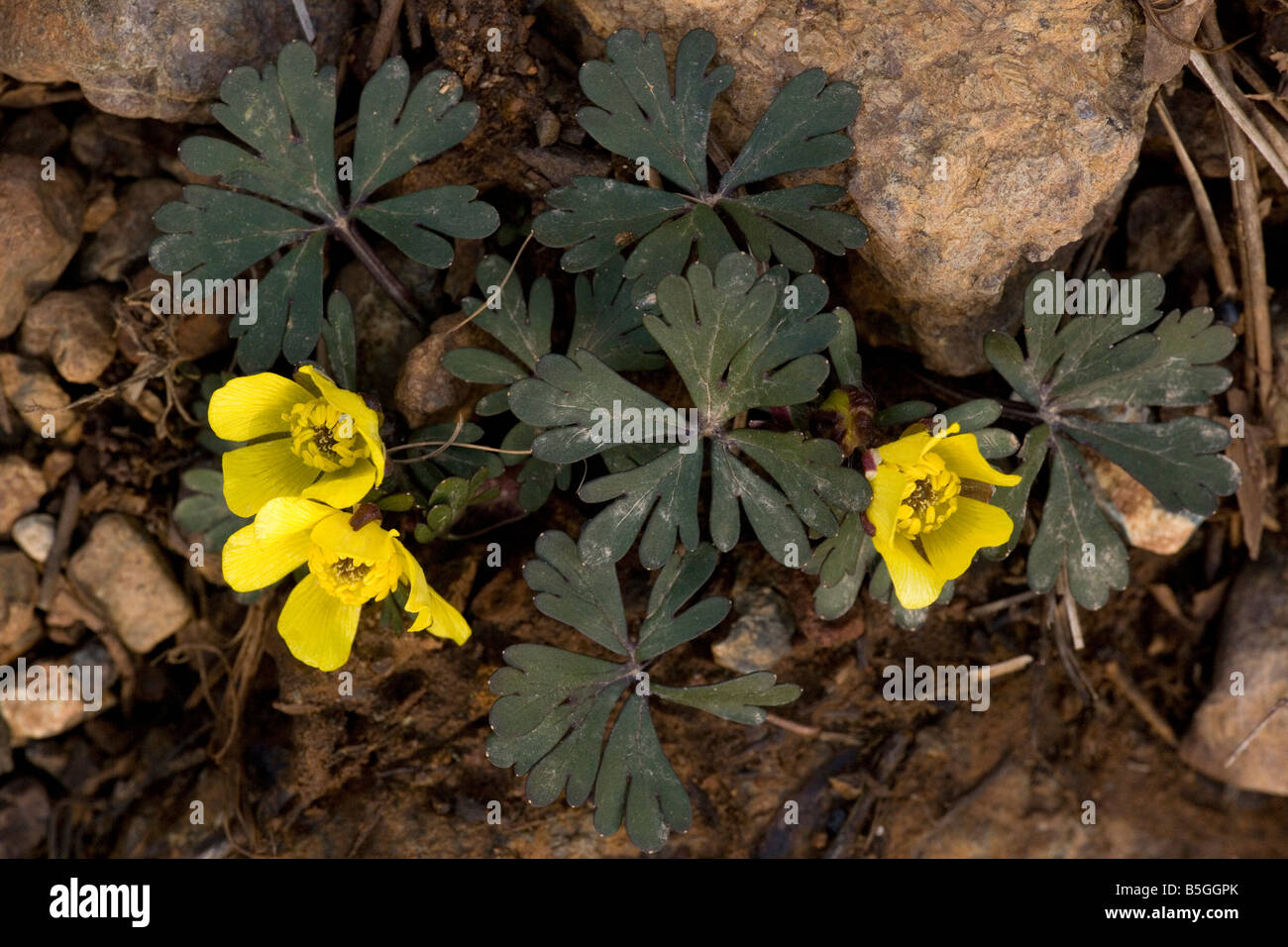 A rare endemic mountain buttercup Ranunculus cadmicus var cyprius Troodos Mountains Cyprus Stock Photo
