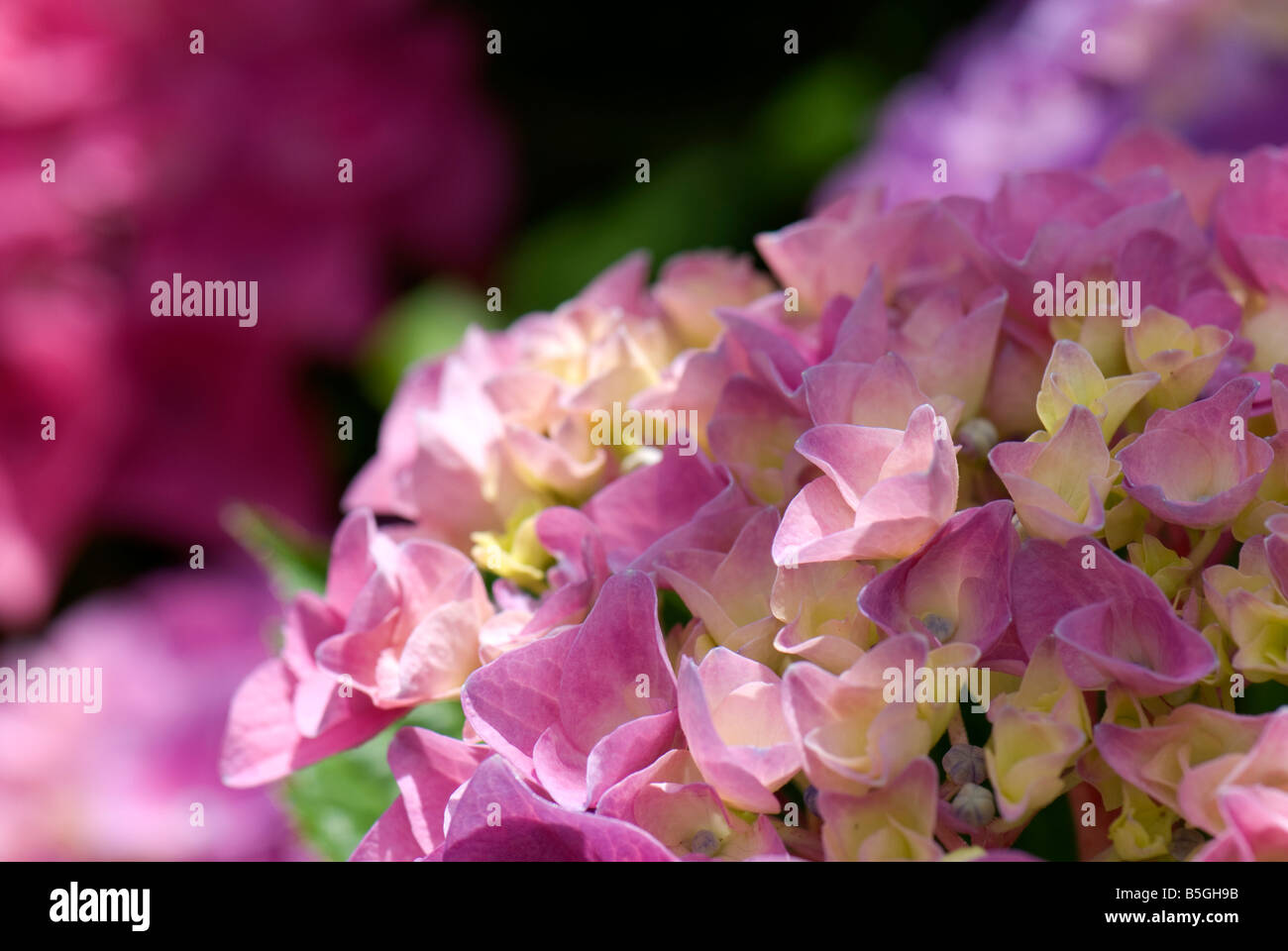Close up of hydrangeas in Melbourne Botanical Gardens, Australia Stock
