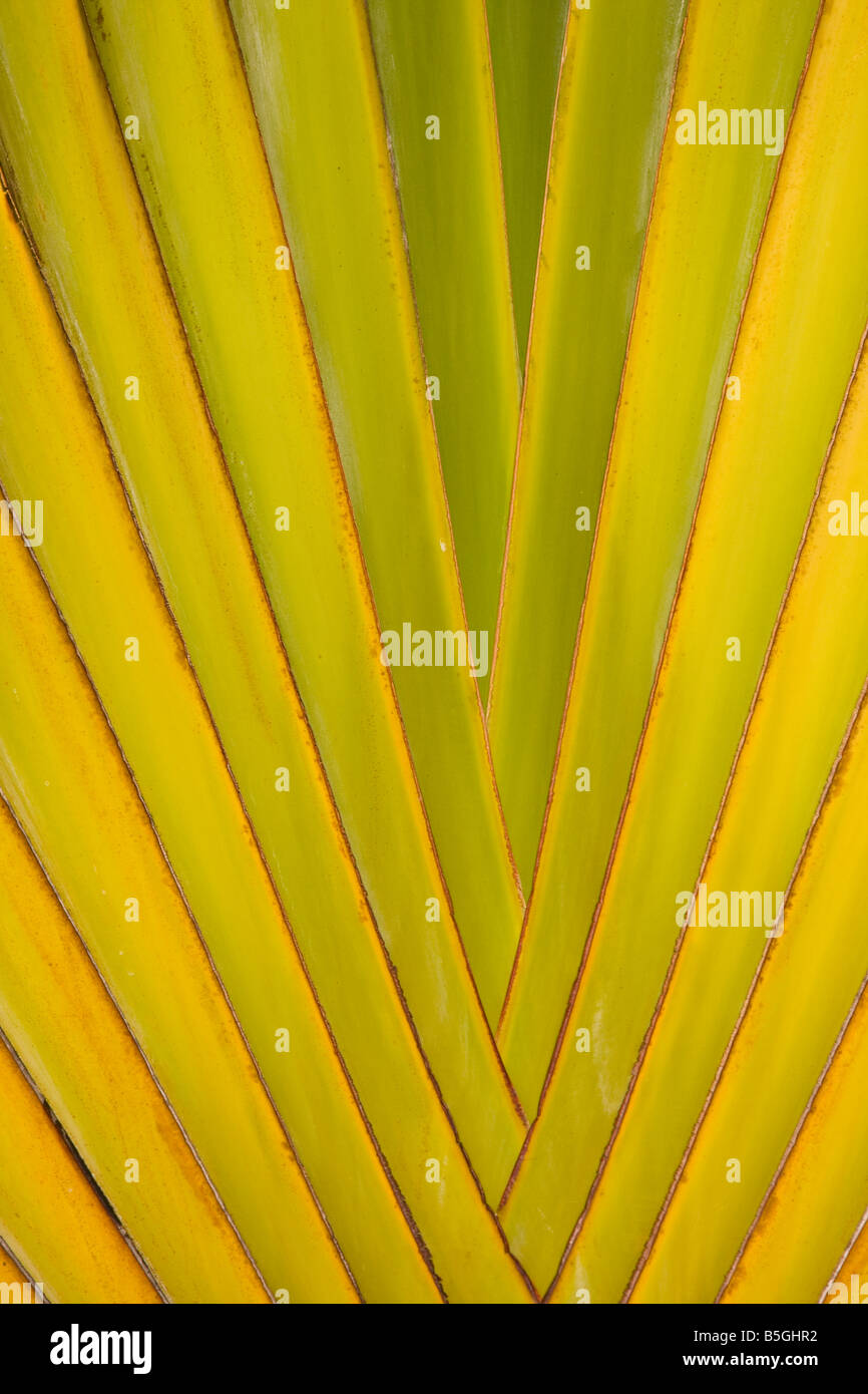 CAYE CAULKER BELIZE Detail of fan palm tree Stock Photo