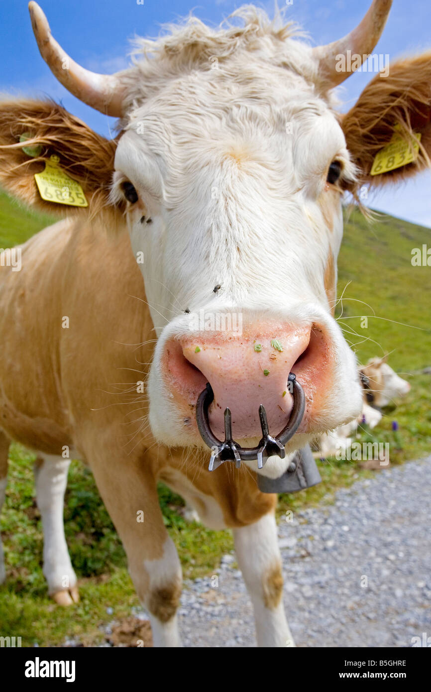 Alpine cow in the Bernese Oberland Switzerland Stock Photo