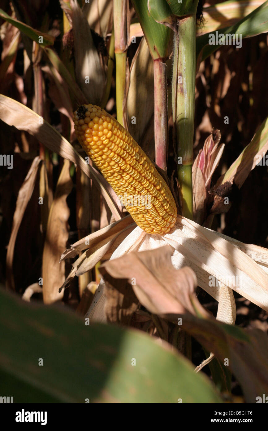 Ear of corn with husk pulled back to observe seed fill variety ...