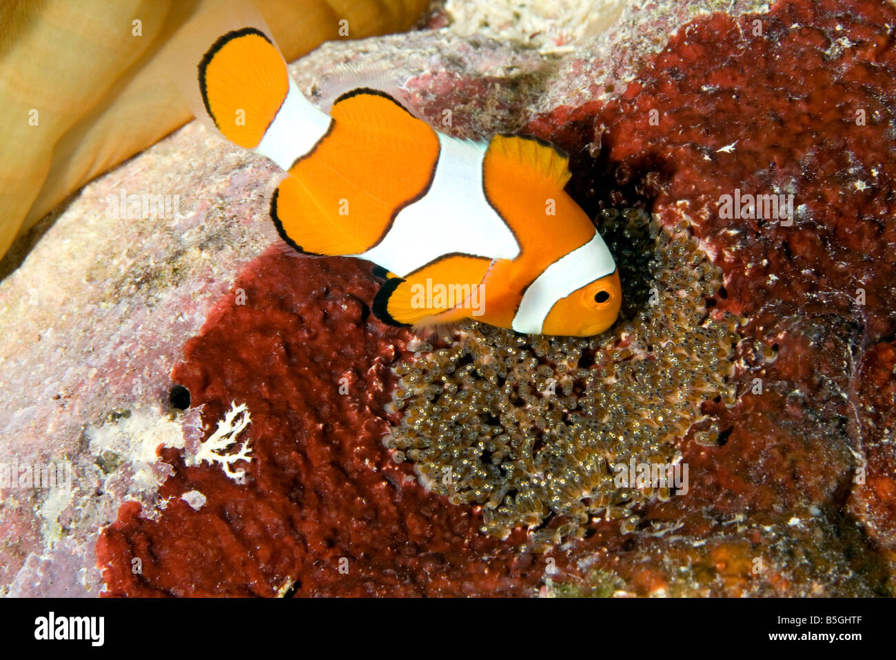 A clown anemonefish tending its eggs laid under the anemone. The eggs are almost ready to hatch and the babies eyes can be seen Stock Photo