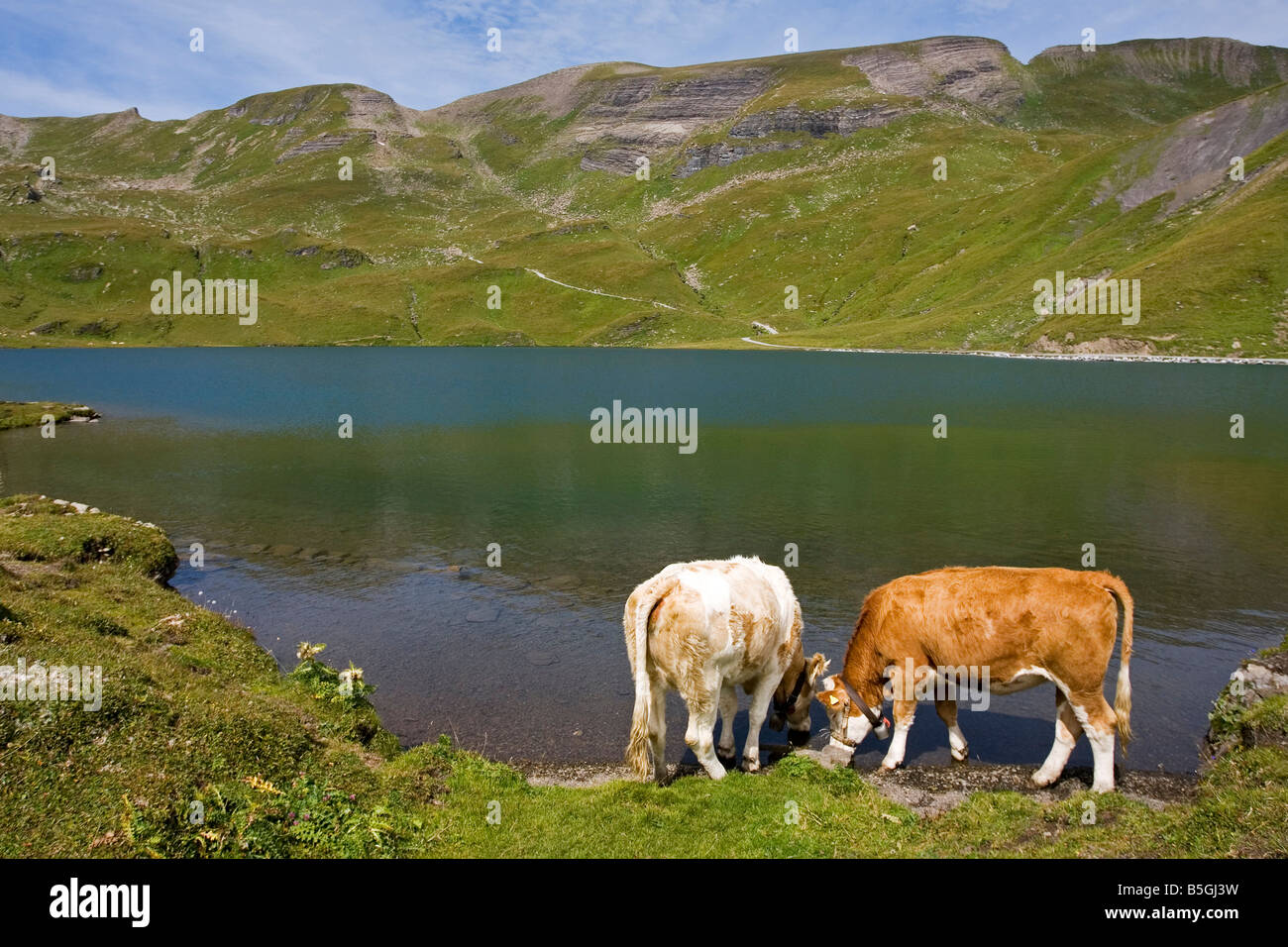 Alpine cows at the Bachalpsee Bernese Oberland Switzerland Stock Photo
