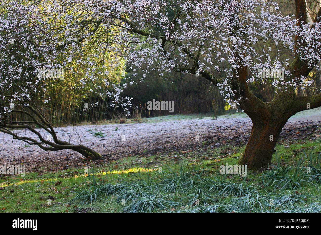 winter flowering cherry trees at Hilliers, Romsey on a frosty morning