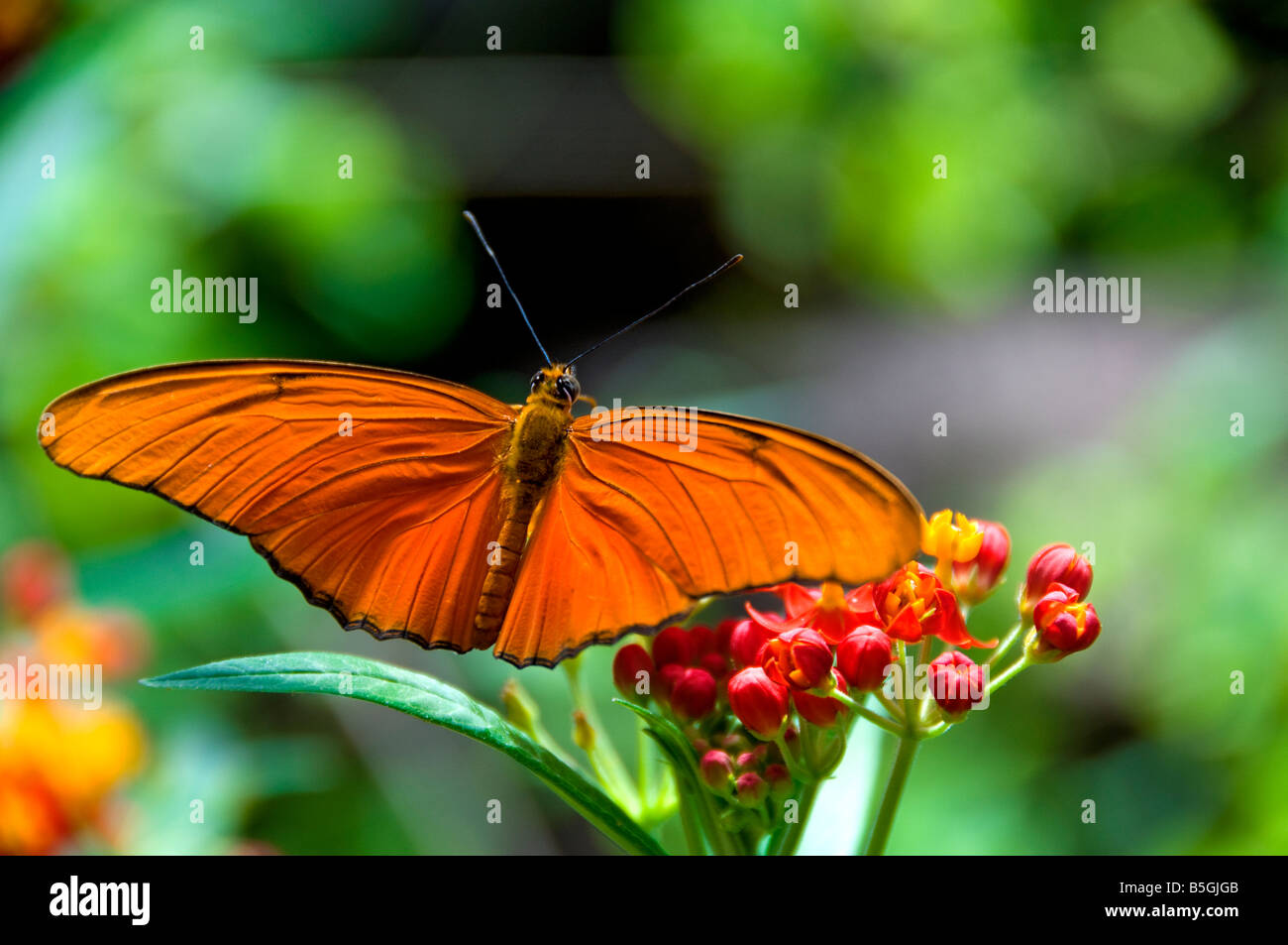 BUTTERFLY Orange and black butterfly in a natural lush habitat Stock Photo