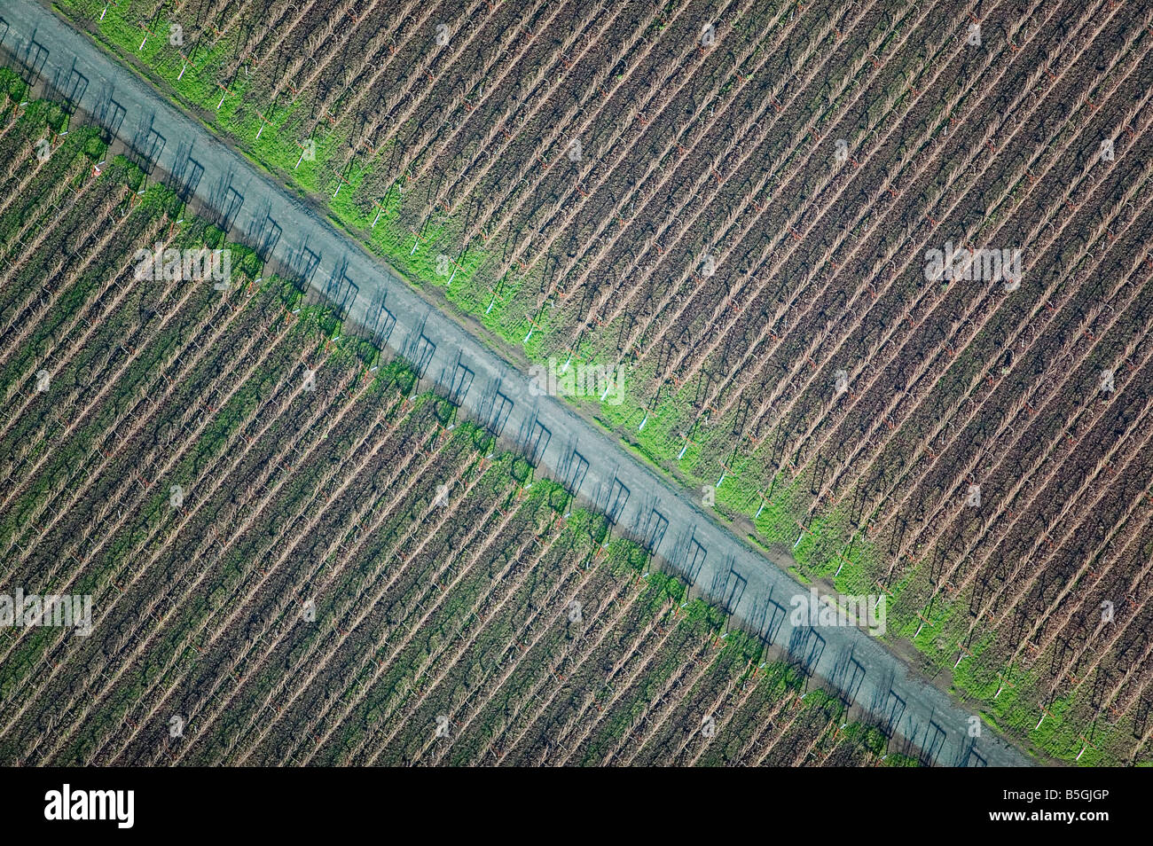 aerial view above diagonal vineyard rows at maintenance road in Sonoma California wine region Stock Photo