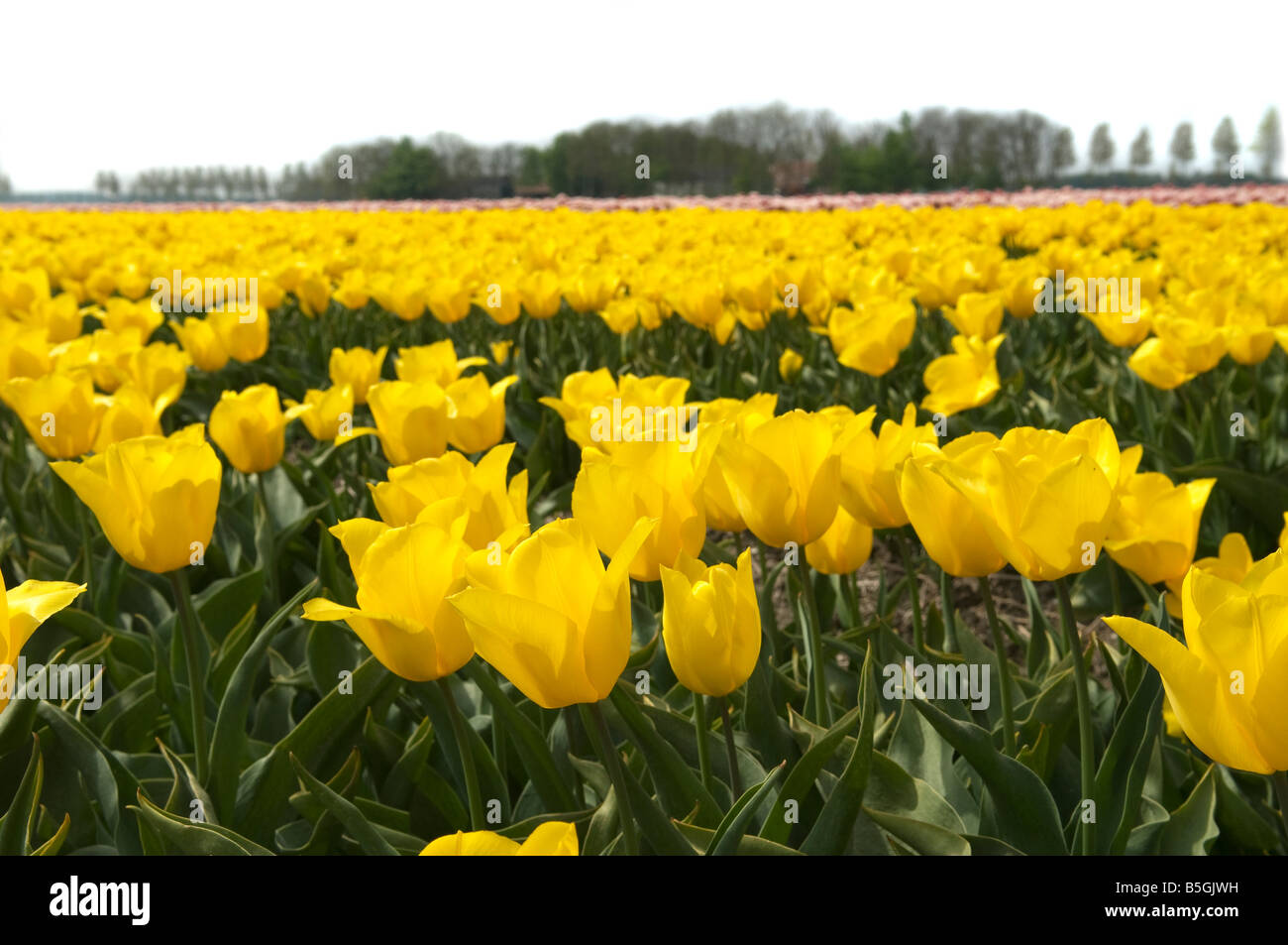 Field full of yellow tulips Stock Photo - Alamy
