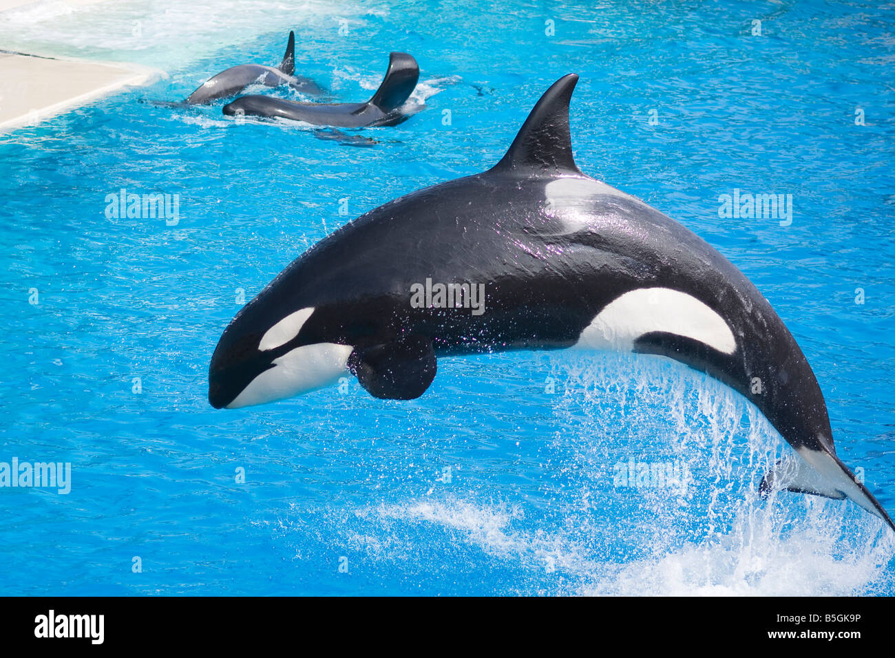 Shamu jumping out of the water at SeaWorld. Stock Photo