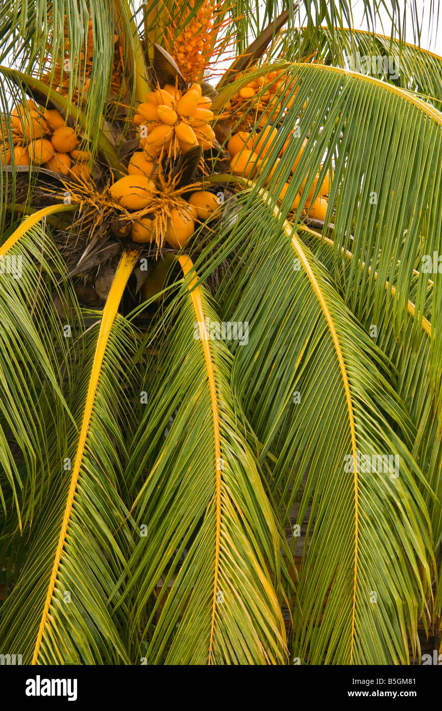 CAYE CAULKER BELIZE Palm tree and coconuts Stock Photo
