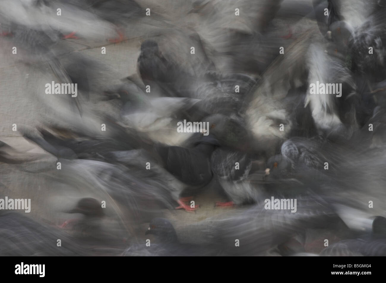Pigeon Blur Stock Photo