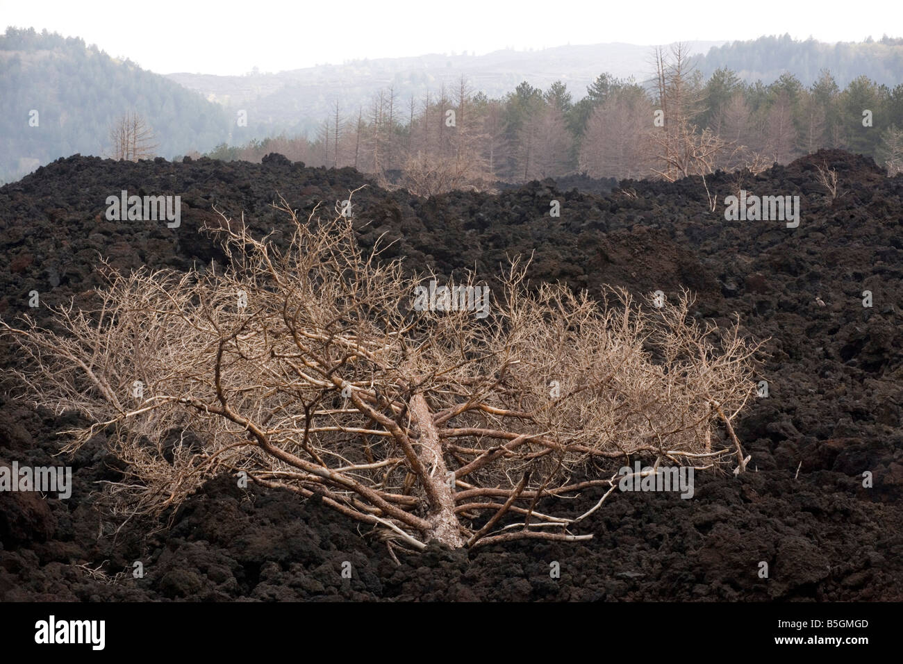 Black Pine Pinus nigra ssp laricio woods devastated by recent lava flows on the slopes of Mount Etna Sicily April 2006 Stock Photo