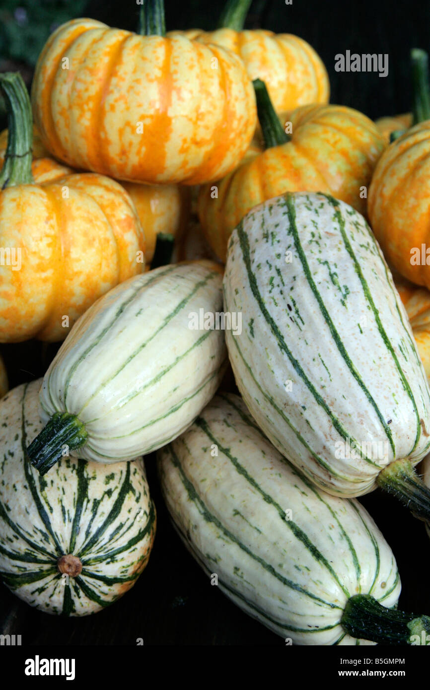 SQUASH SWEET LIGHTNING F1 AND DELICATA CORNELL STRAIN AT FRONT APPLE SHOWS SIZE Stock Photo