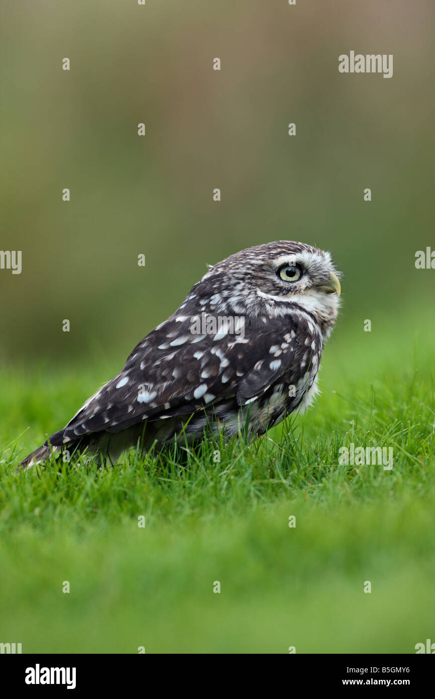 Little owl Athene noctua perched on grass looking alert Potton Bedfordshire Stock Photo