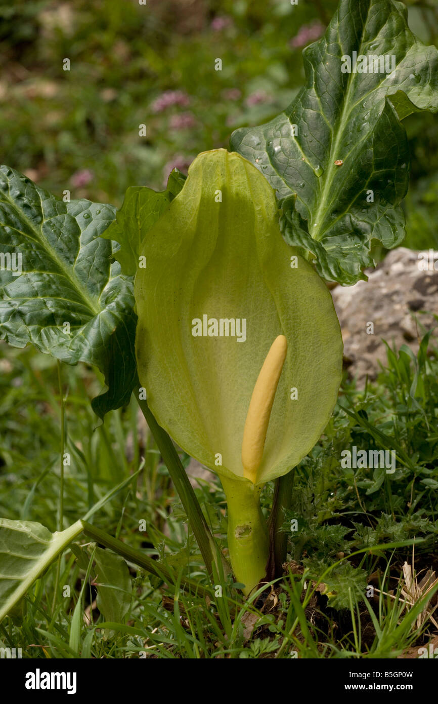 Italian lords and ladies arum italicum hires stock photography and
