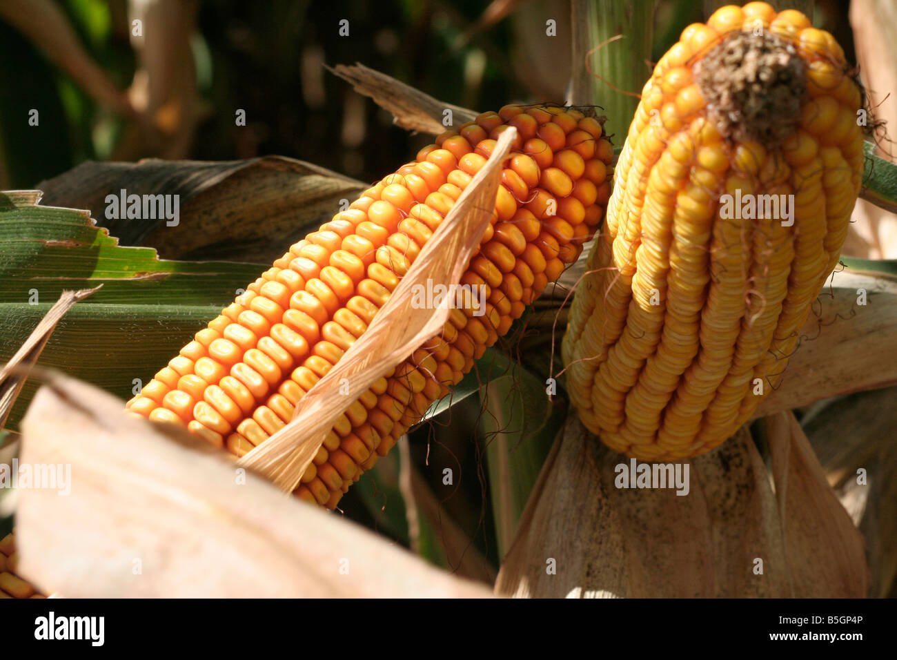Husked ears of corn on variety test plot in American corn belt Stock Photo