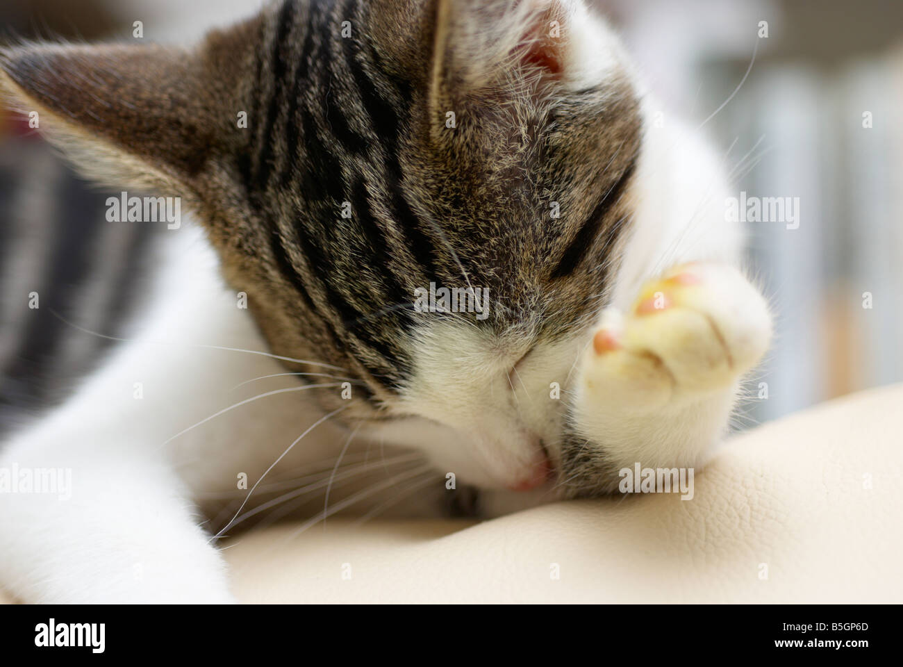 young male tabby cat cleaning its self Stock Photo