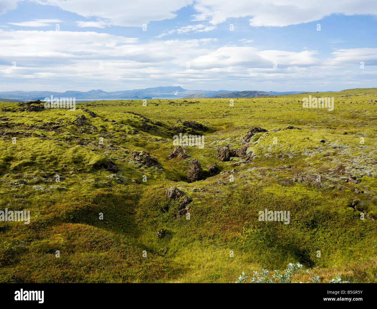Lava field in Þingvellir national park Iceland Stock Photo