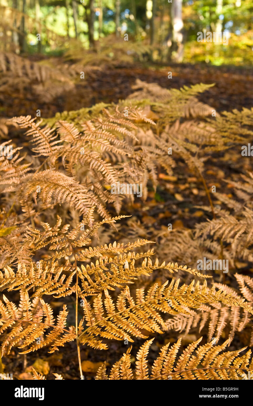 Autumn ferns, UK. Stock Photo
