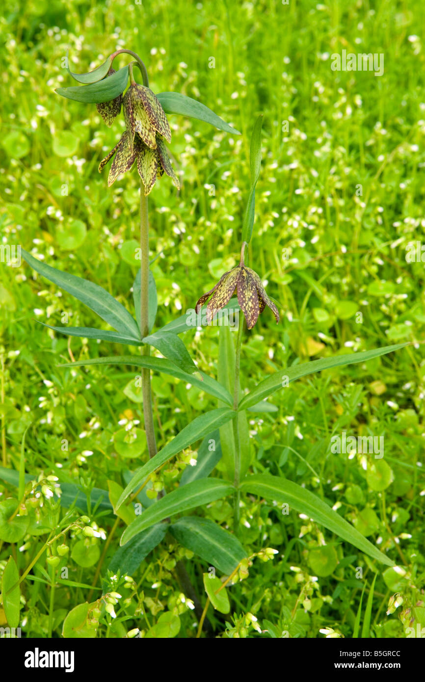 Chocolate Lily, Fritillaria lanceolata, flower, wildflower, Oregon, Columbia River Gorge, spring Stock Photo