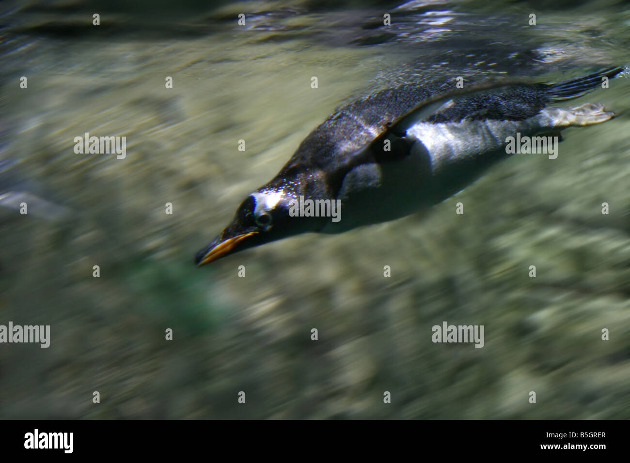 Underwater Penguin Diving into Water Stock Photo - Alamy