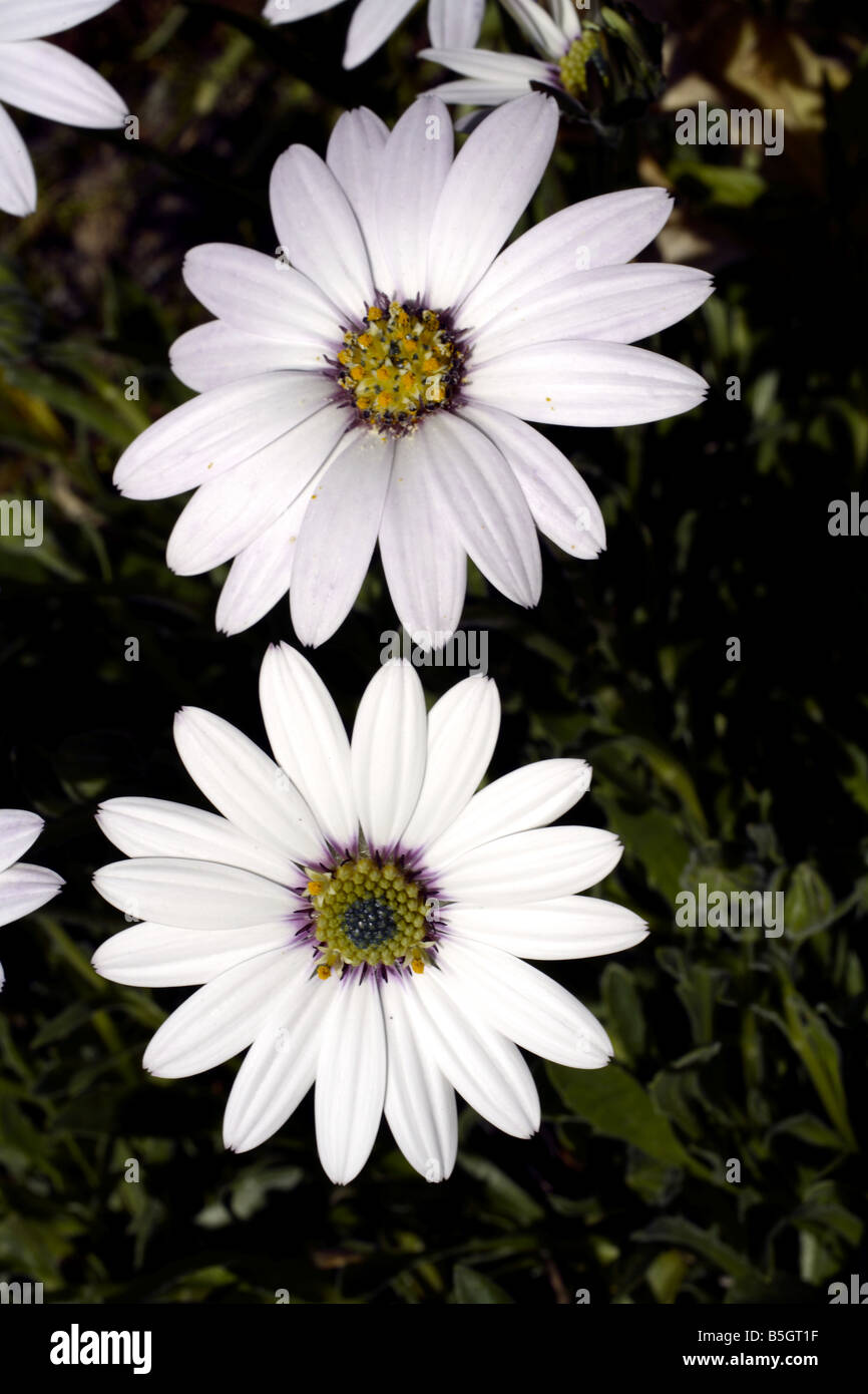 Pair of ornmental daisies - Muckross park - Killarney Stock Photo