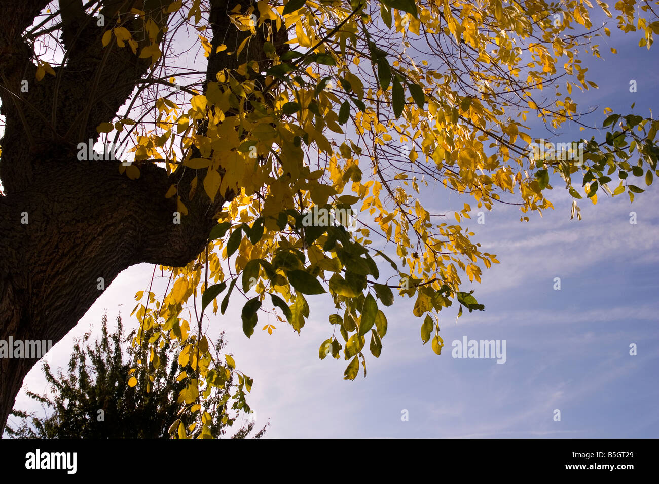 Autumn Leaves against a blue sky Stock Photo - Alamy