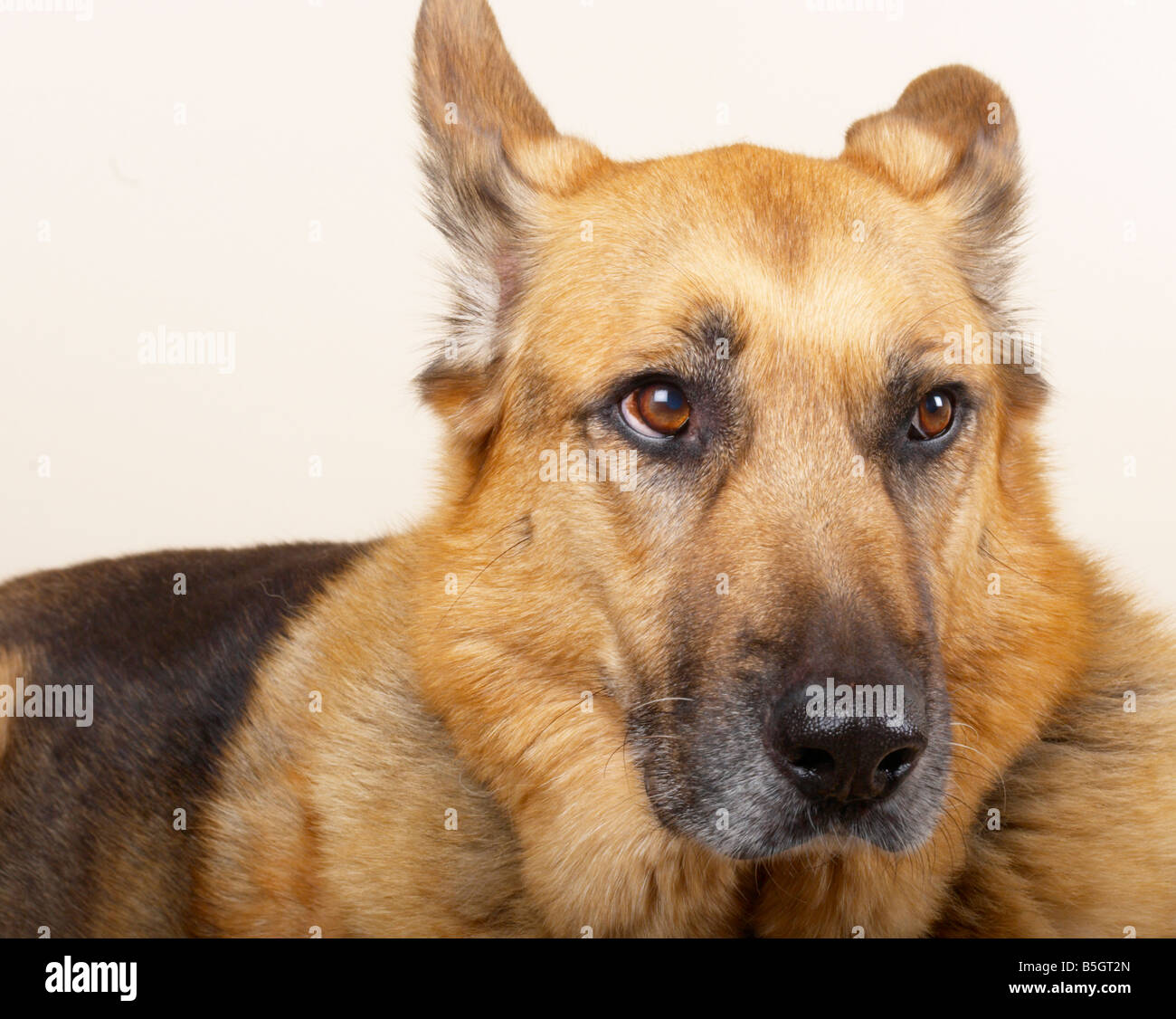 german shepherd dog / Alsatian Stock Photo