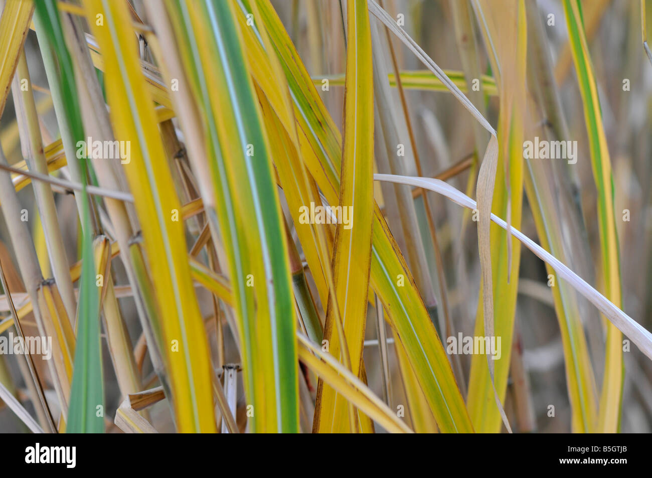 Amur silver grass. Botanical name is Miscanthus sacchariflorus Stock Photo