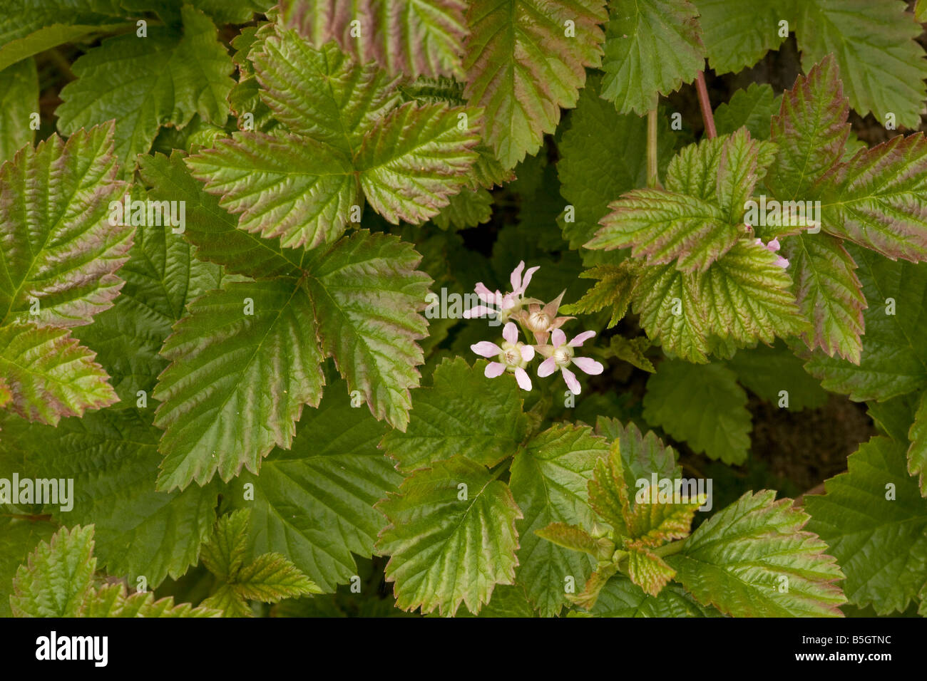 Hybrid of Stone Bramble and Arctic Bramble Rubus arcticus x saxatilis Sweden Stock Photo