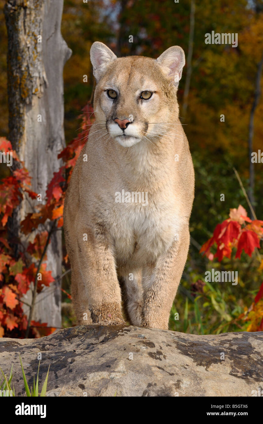 Mountain lion climbing a rock in an Autumn forest with red maple leaves Stock Photo