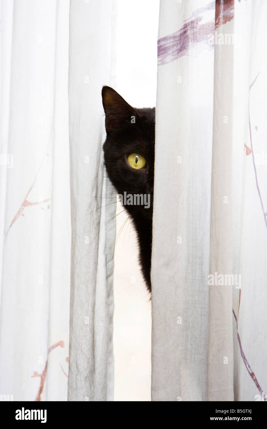 Black cat with bright green eyes peeks with one eye around a white curtain Stock Photo