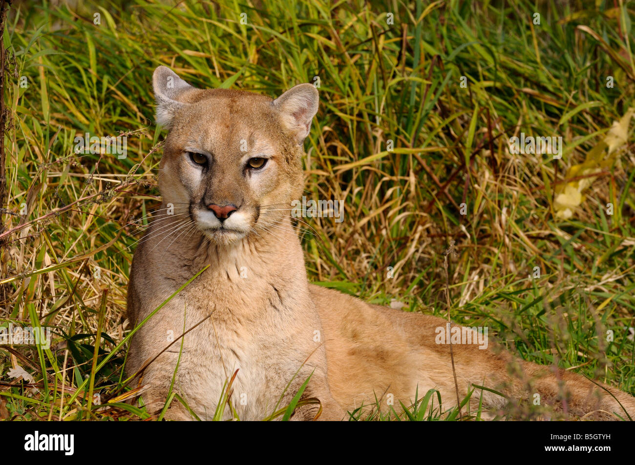 Cougar lying in tall grass keeping watch Stock Photo