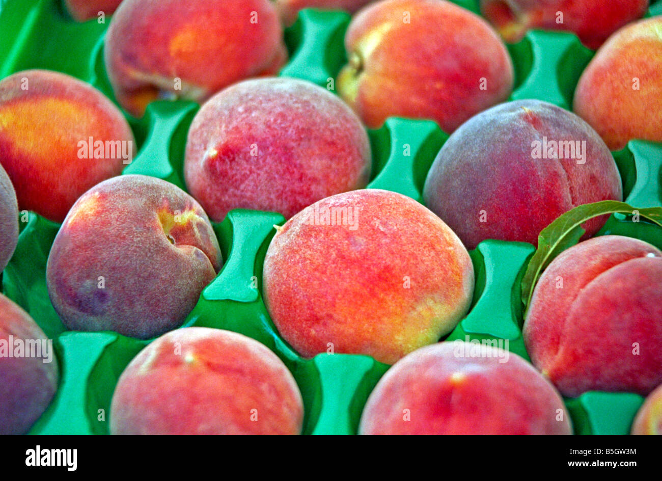 Peaches fruit produce soft juicy tree fruit yellow flesh hires stock