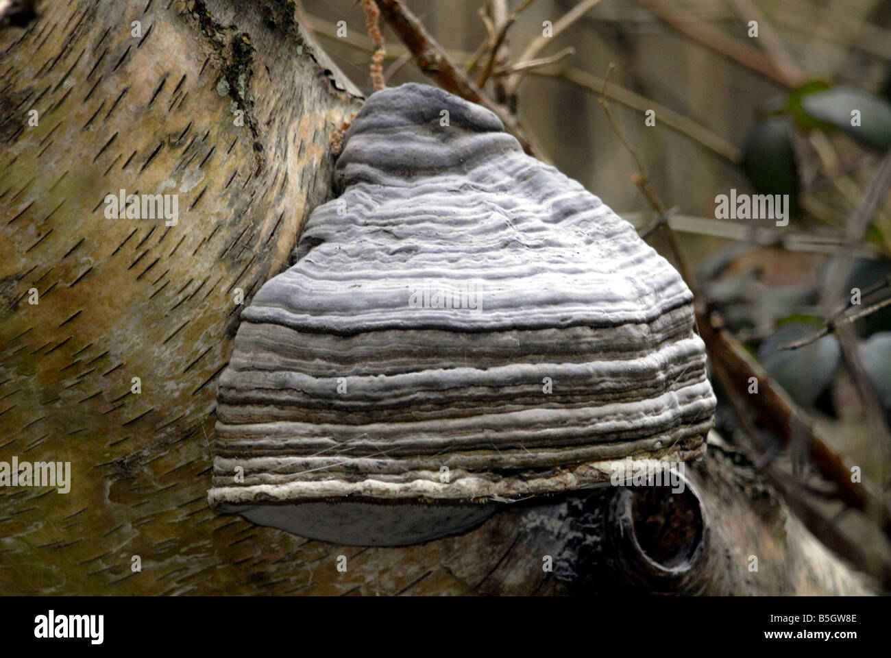 Horse hoof fungus Fomes fomentarius. This fungus actually does look