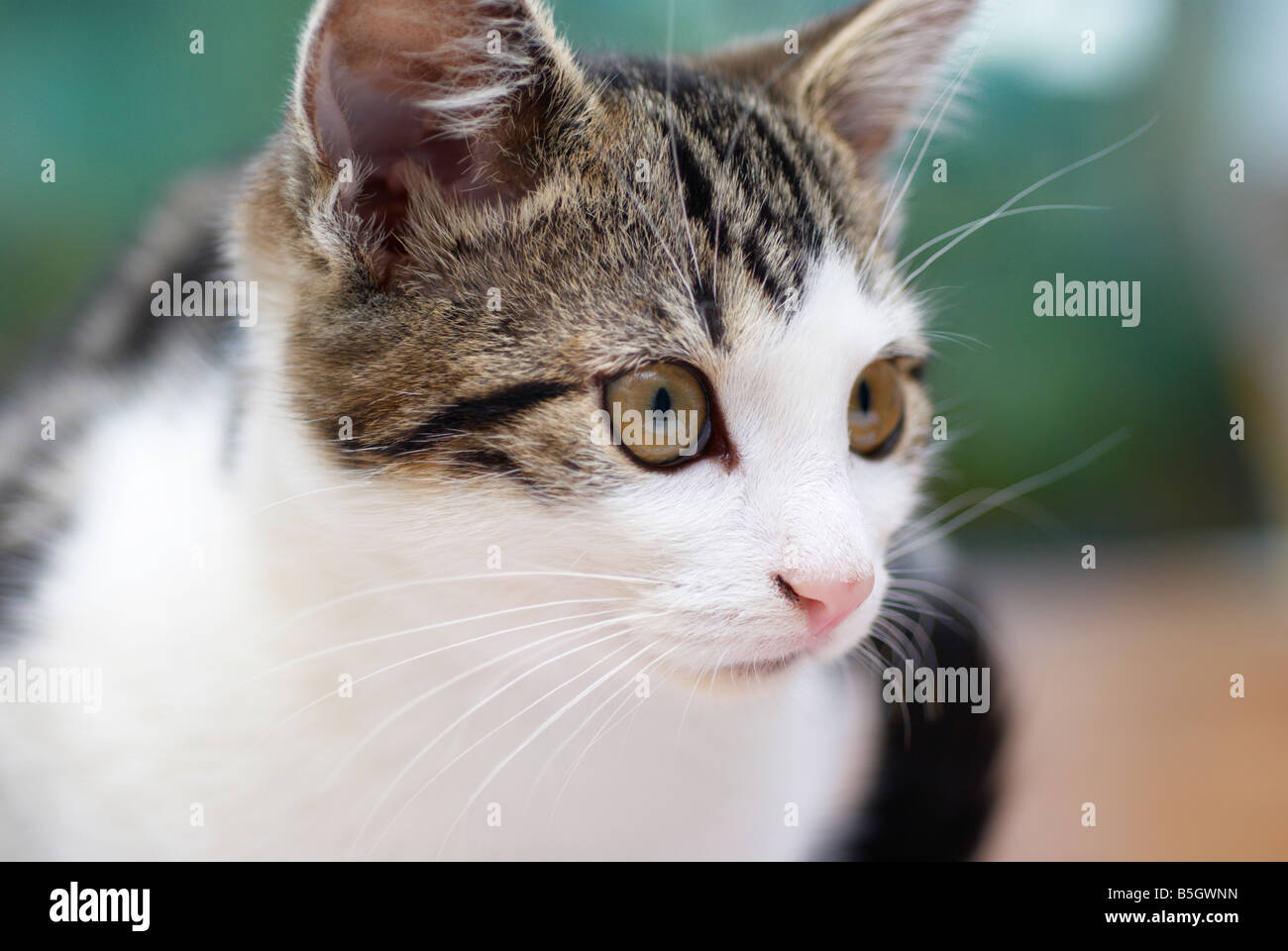 close up of young tabby cat's face Stock Photo - Alamy