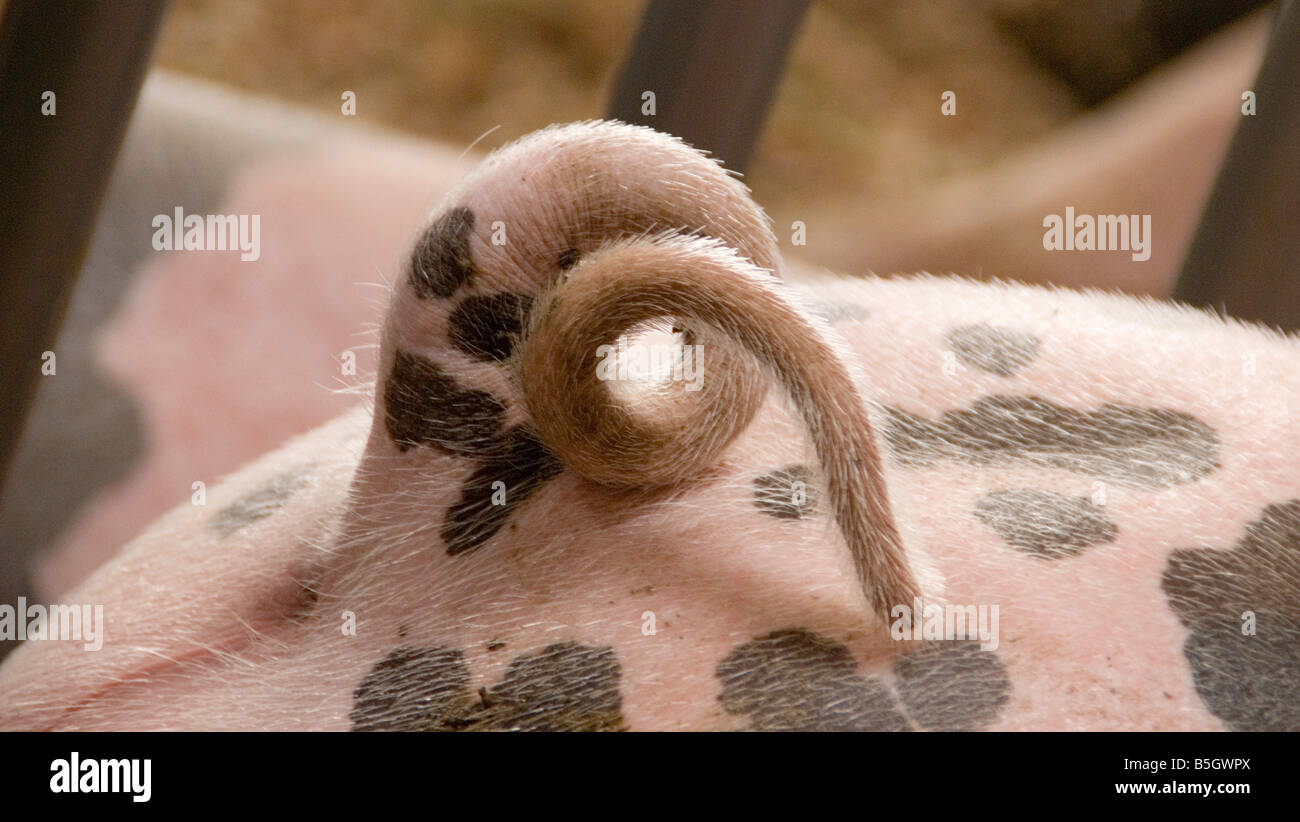the curled tail of a spotted swine at an agricultural fair Stock Photo