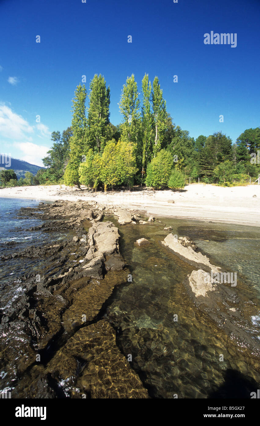 Poplar trees on shore of Lake Caburga, near Pucon, Region de La Araucania, Chile Stock Photo