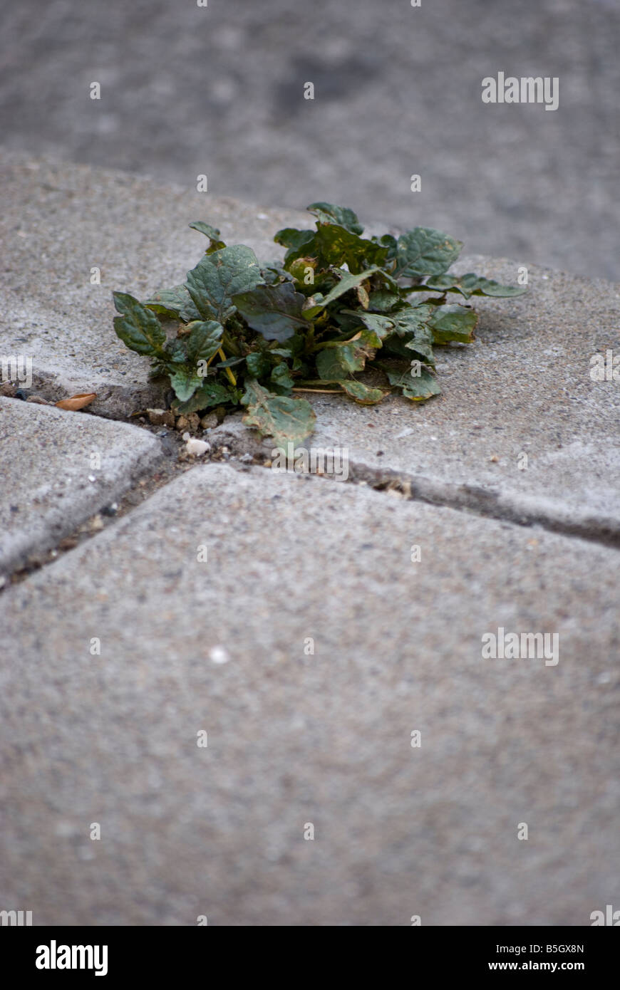 Plant in sidewalk cracks hi-res stock photography and images - Alamy