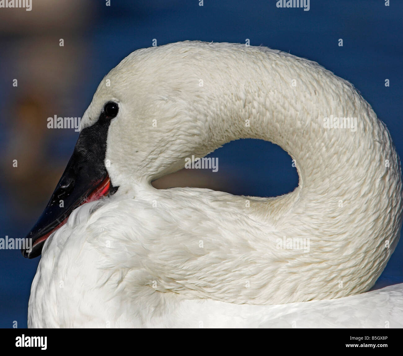 Trumpeter Swan Cygnus buccinator close up of head & curved neck at Esquimalt Lagoon Victoria Vancouver Island BC in February Stock Photo