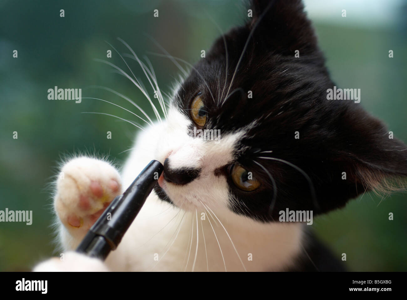 Cat With Pen High Resolution Stock Photography And Images Alamy