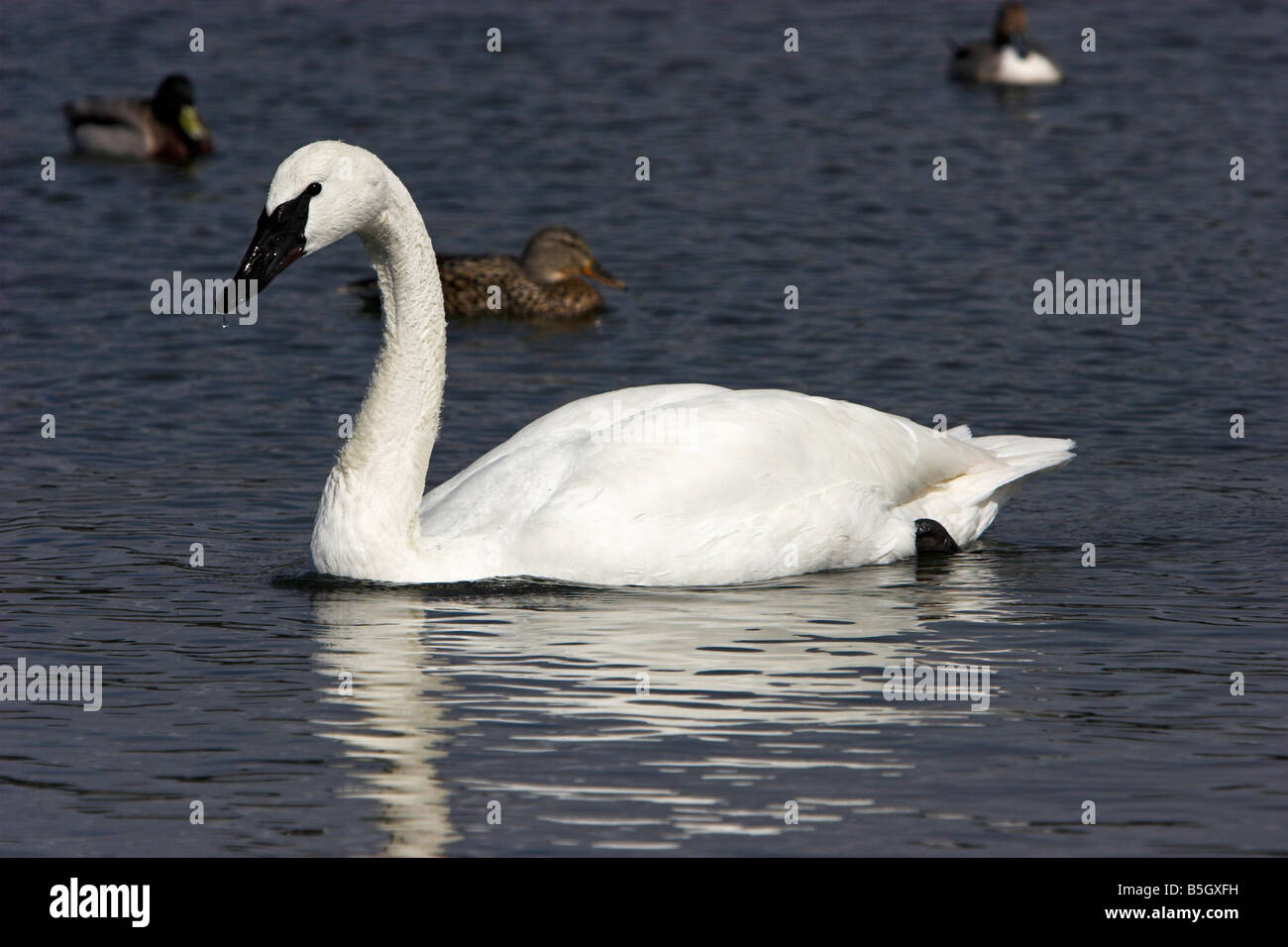 Trumpeter Swan Cygnus buccinator with water droplet on end of bill at Esquimalt Lagoon Victoria Vancouver Island BC in April Stock Photo