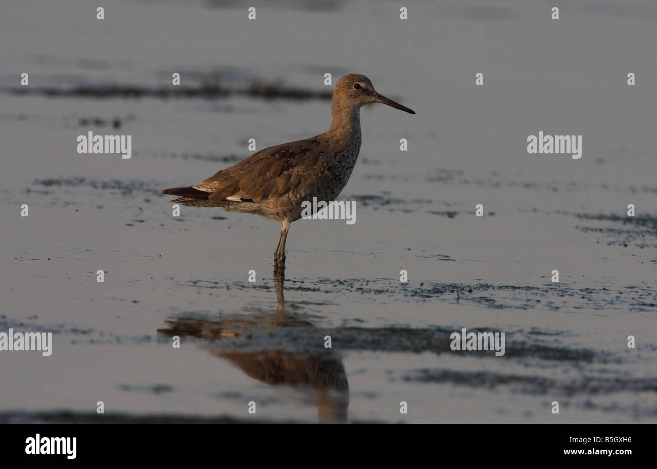 Willet Tringa semipalmata standing in shallow water near Tsawwassen Ferry Terminal causeway BC early morning in August Stock Photo