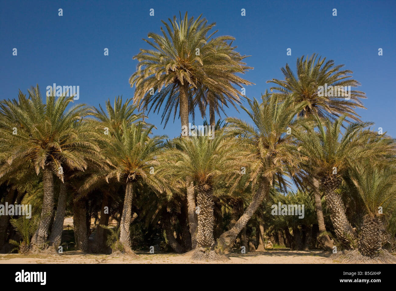 Cretan Date Palm Phoenix theophrastii growing on the coast at Vai East Crete Stock Photo
