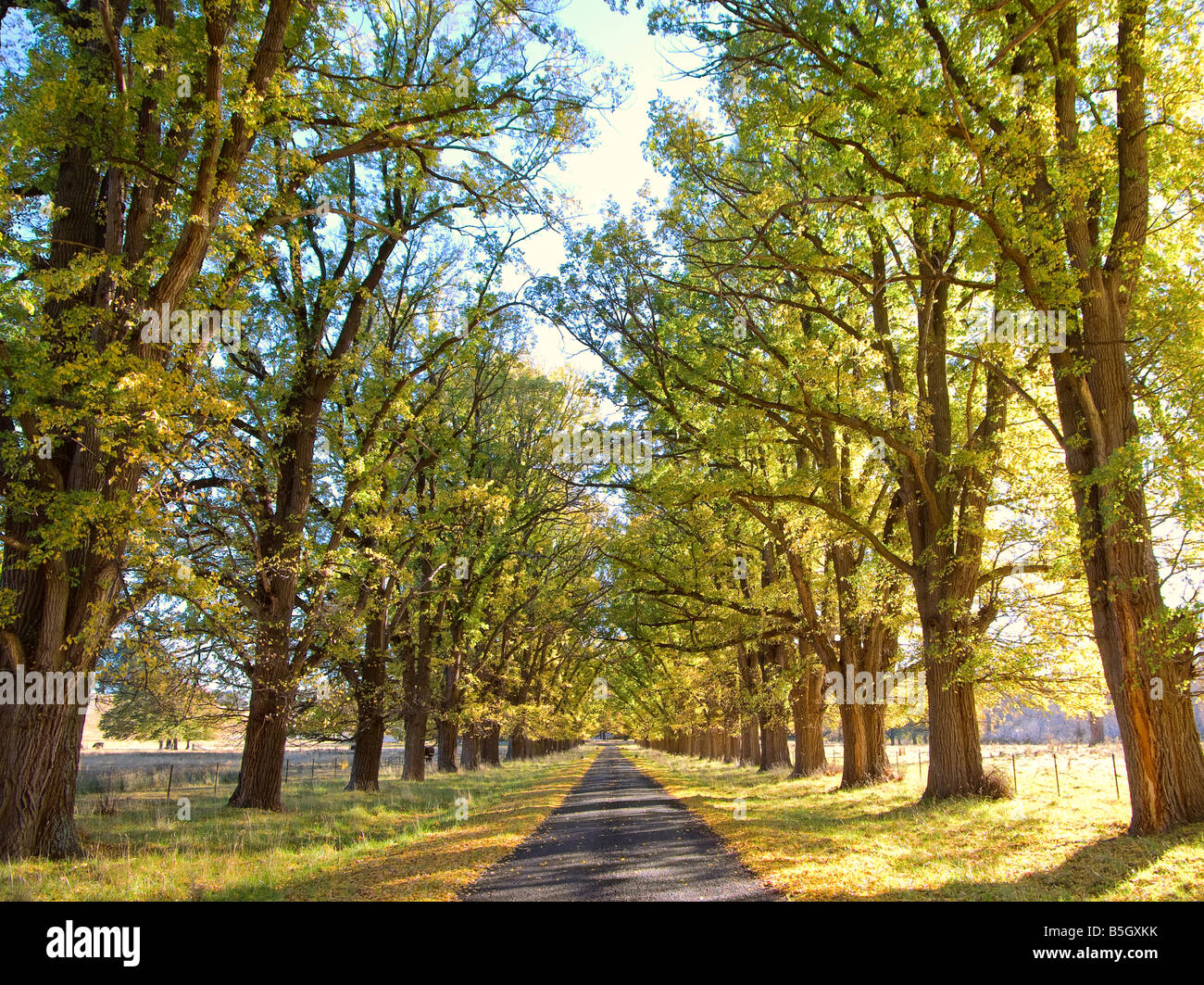 Image of tree lined road hi-res stock photography and images - Alamy